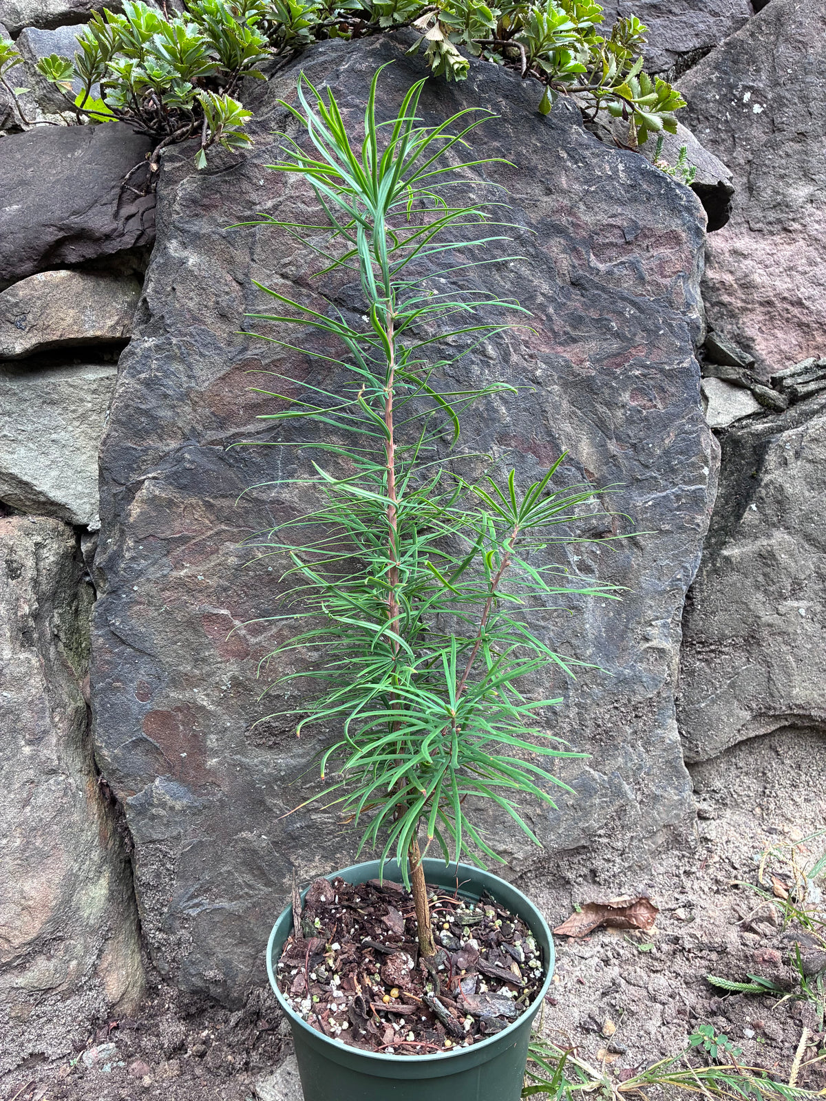 Pseudolarix amabilis