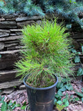 Loblolly pine (Pinus taeda) witches broom seedling