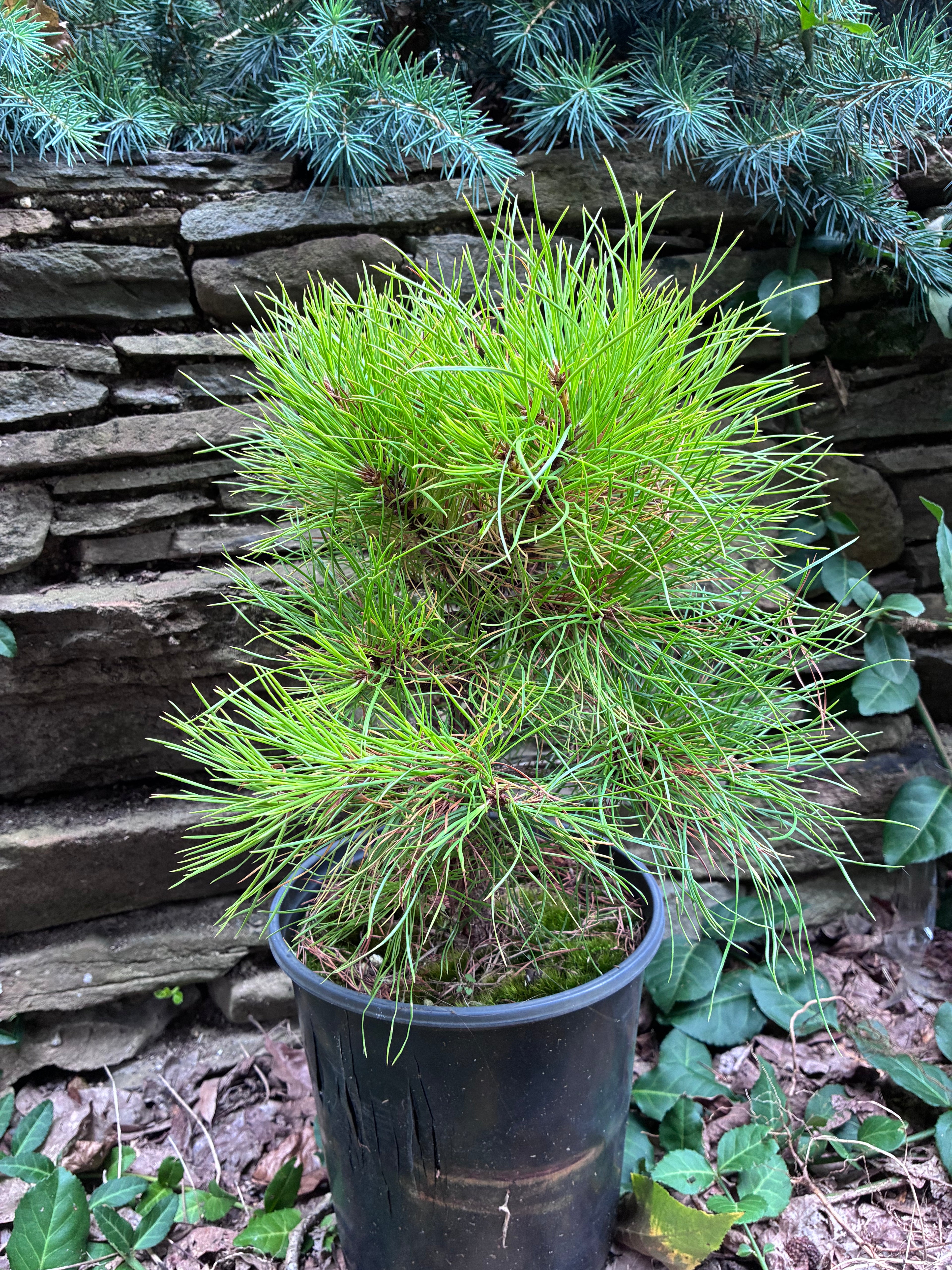 Loblolly pine (Pinus taeda) witches broom seedling