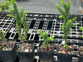 Chamaecyparis obtusa ‘chirimen’ (hinoki cypress)