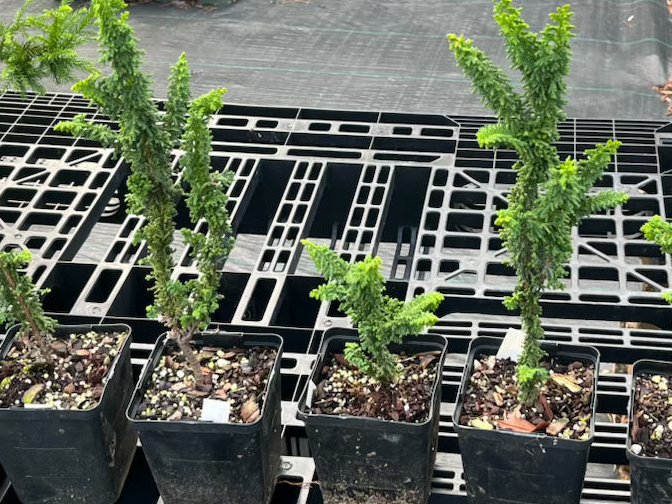 Chamaecyparis obtusa ‘chirimen’ (hinoki cypress)